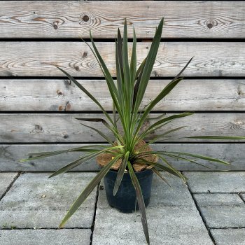 Cordyline Banksii, Kordylína ´CHOCOLATE MINT, kont. C5L, výška: 50-70 cm (-12°C)